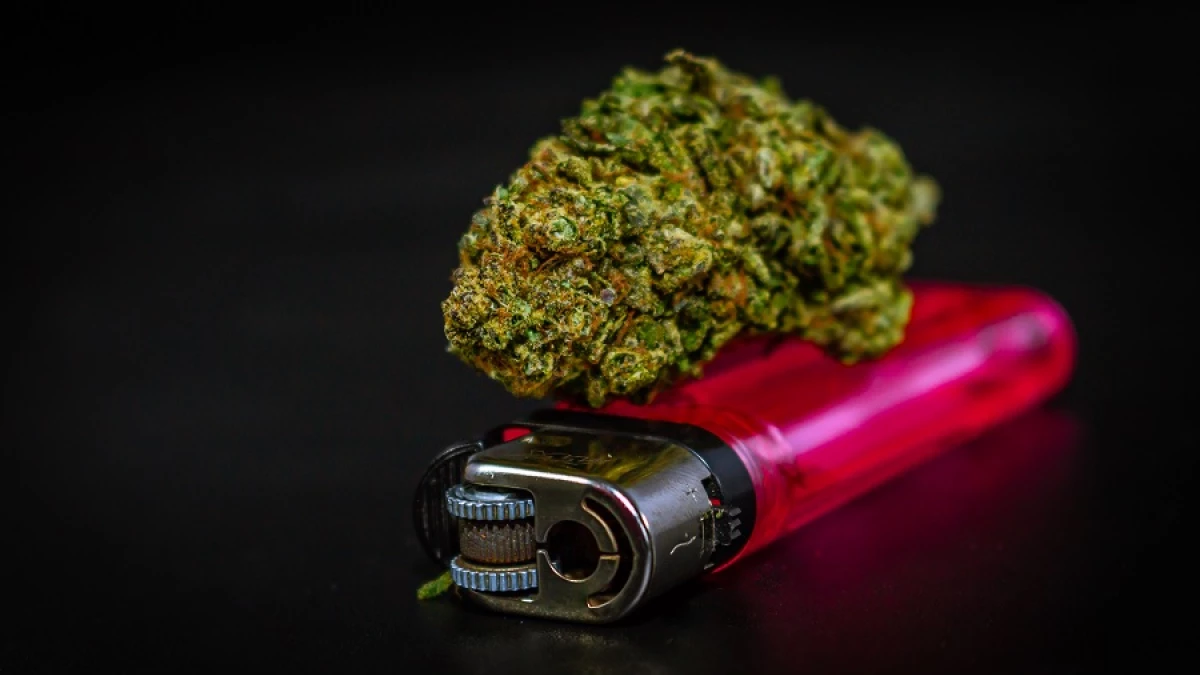 Efectos del cannabis sobre la salud - Wikipedia, la enciclopedia libre, image size:1200x675