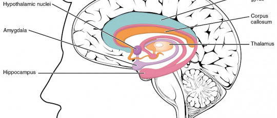 ¿Cómo afectan las emociones a nuestros recuerdos? La teoría de Gordon Bower