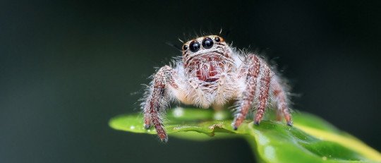 ¿Cuáles son los Miedos a los Animales más frecuentes?