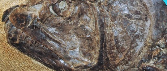 Los orígenes de la Comunicación Vocal