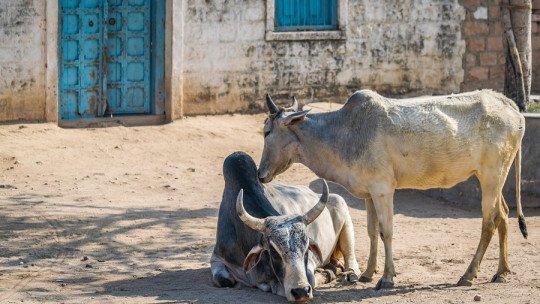 ¿Por qué son sagradas las vacas en la India?