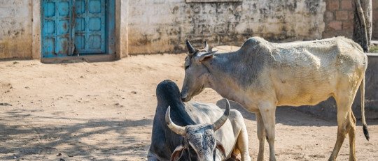 ¿Por qué son sagradas las vacas en la India?