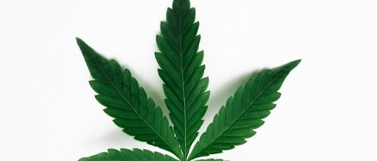 Dejar la Marihuana gradualmente o de repente