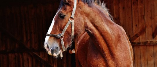 Beneficios de la Psicoterapia Asistida con Equinos (PAE)