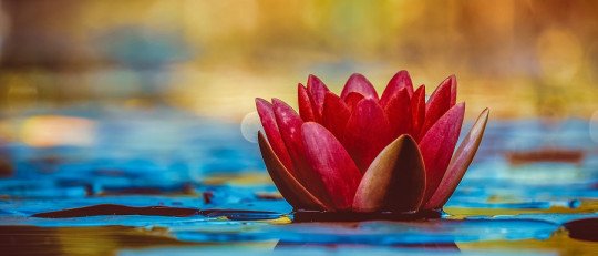 Elisabet Psicología