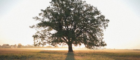 sistema-arbol-conocimiento