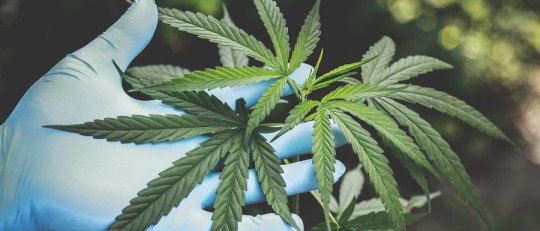 ¿El CBD es realmente mejor para la salud que la Marihuana?