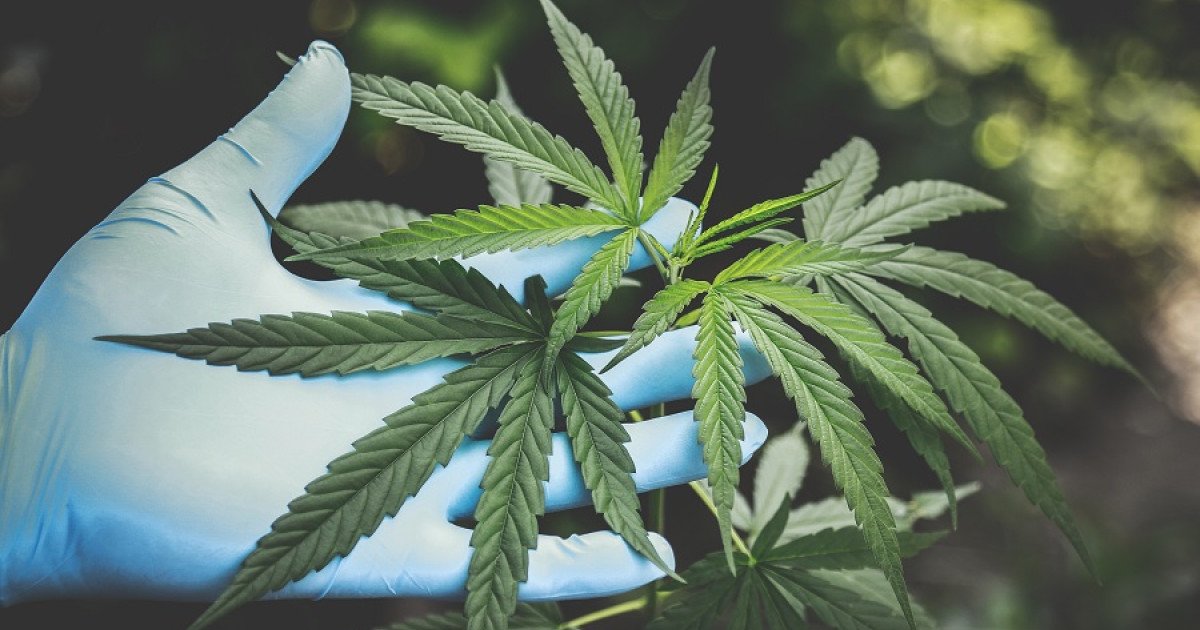 Este CBD este într-adevăr mai bun pentru sănătate decât marijuana?