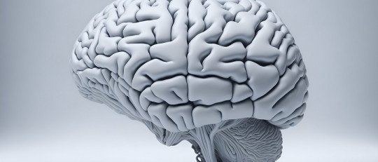 ¿Qué partes del Cerebro se activan con el Amor?