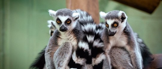 ¿Qué podemos aprender de los Animales sobre Comunicación No Verbal?