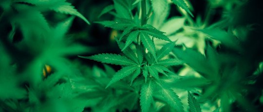 Los 5 principales retos a la hora de dejar el Cannabis