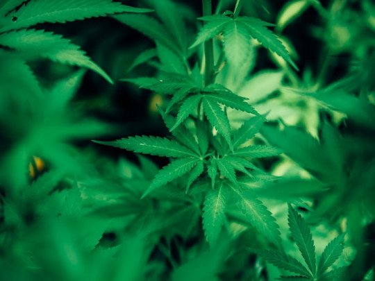 Los 5 principales retos a la hora de dejar el Cannabis