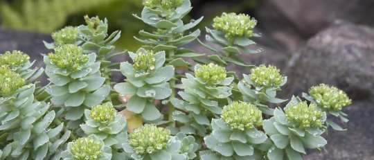 Ashwagandha y Rhodiola para la gestión del Estrés