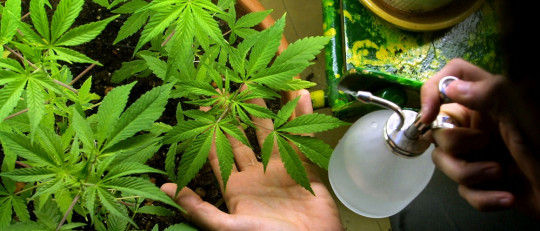 Planta de marihuana.