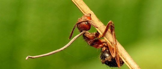 Ejemplos de Parásitos que controlan la Mente de sus víctimas