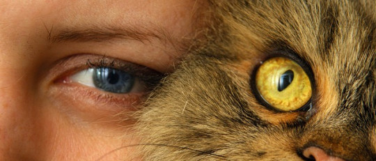 Los gatos dominan a sus dueños, según revela un estudio