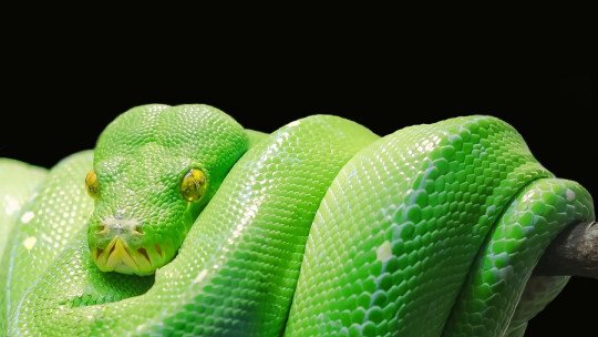 La Teoría de Detección de las Serpientes