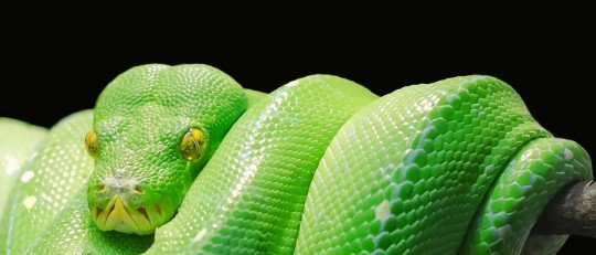 La Teoría de Detección de las Serpientes