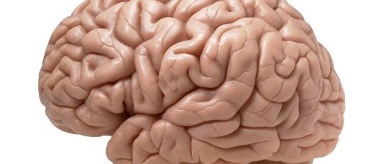 Hábitos para cuidar y mantener entrenado el Lóbulo Frontal