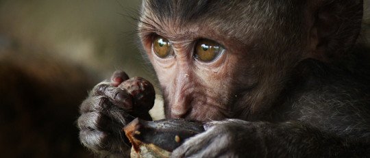 ¿Por qué se emborrachan los Animales?