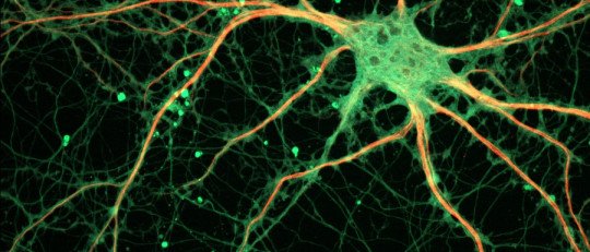 Así funcionan los Neurotransmisores, mensajeros químicos del Cerebro