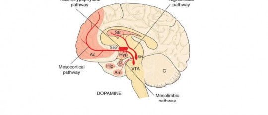 Vía mesocortical.