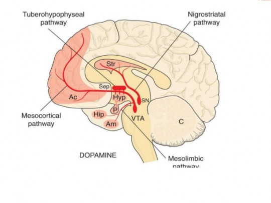 Vía mesocortical.