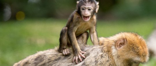 La Hipótesis del Simio Temeroso