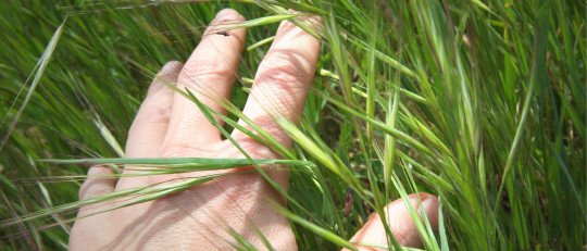 como-cultivar-bienestar-a-traves-sentidos