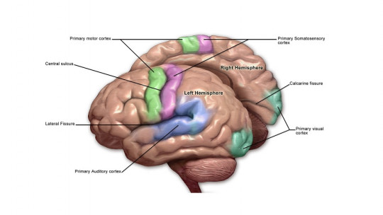 Corteza motora del cerebro.