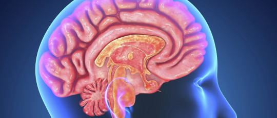 Cerebro humano y sus áreas auditivas.