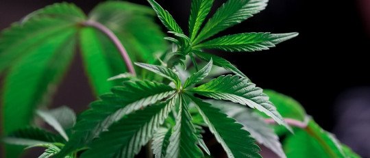 ¿Puede la Marihuana causar alucinaciones?