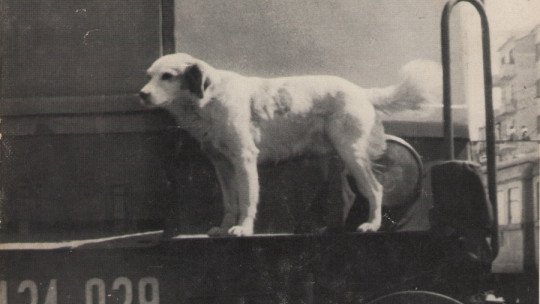 Lampo, el perro que viajaba por Italia en tren