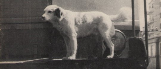 Lampo, el perro que viajaba por Italia en tren