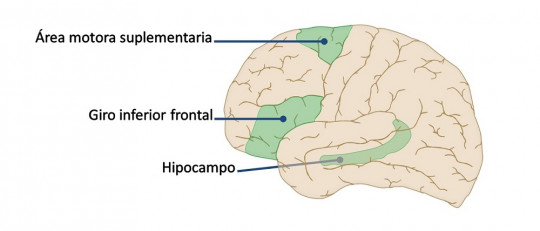 Área motora suplementaria.