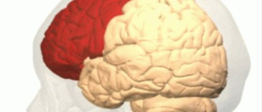 La Corteza Frontal: el centro de la toma de decisiones