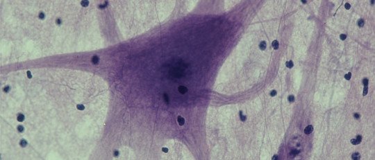 Cuál es la relación entre las Neuronas Espejo y el Aprendizaje