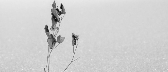 por-que-soy-incapaz-poner-limites