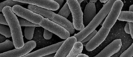 ¿Qué relación hay entre la Flora Intestinal y el Cerebro?