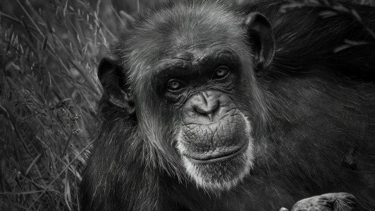 Las diferentes culturas de los chimpancés