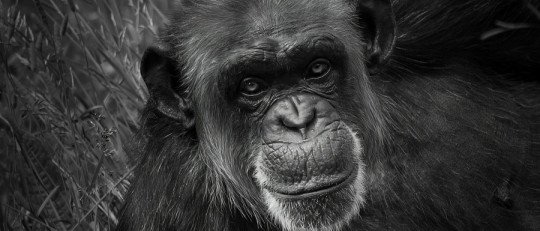 Las diferentes culturas de los chimpancés