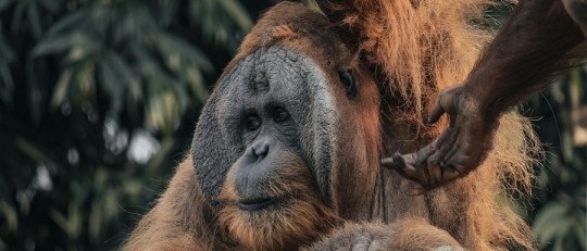 ¿Qué es la zoofarmacognosia?