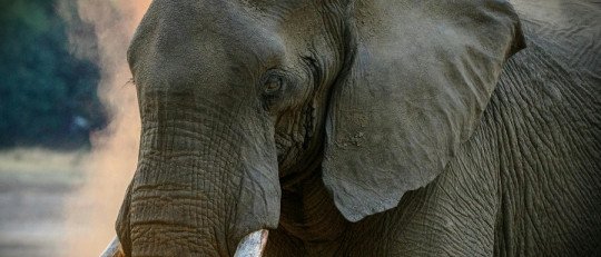 La Inteligencia de los Elefantes