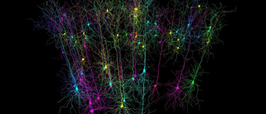 Las ‘células de lugar’, algo así como nuestro GPS cerebral