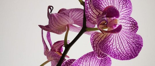 Plantas, descanso y salud mental