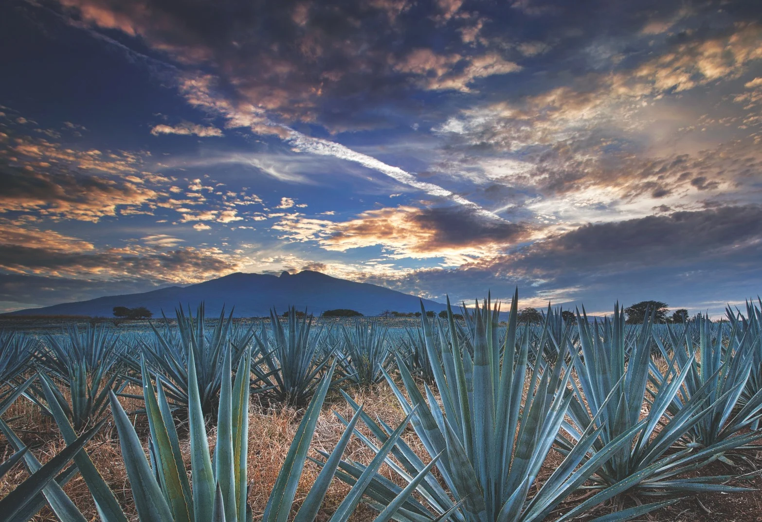 Psicólogos en Tequila (Jalisco)