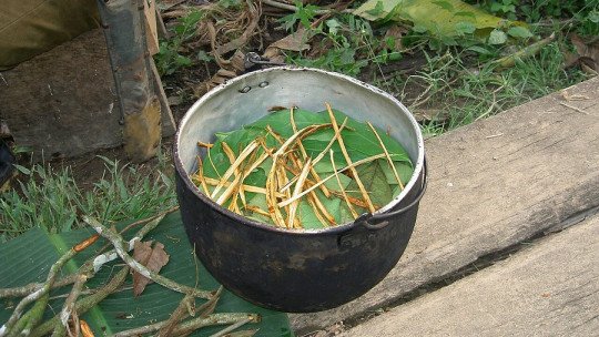 Los riesgos del consumo de Ayahuasca