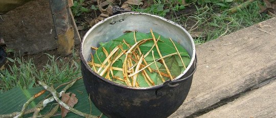Los riesgos del consumo de Ayahuasca