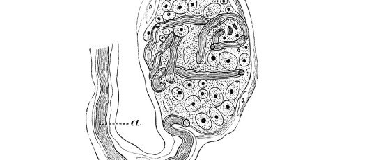 Corpúsculos de Krause