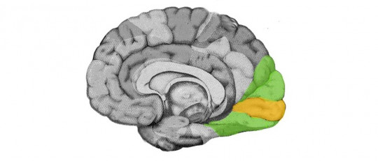 Corteza visual del cerebro.